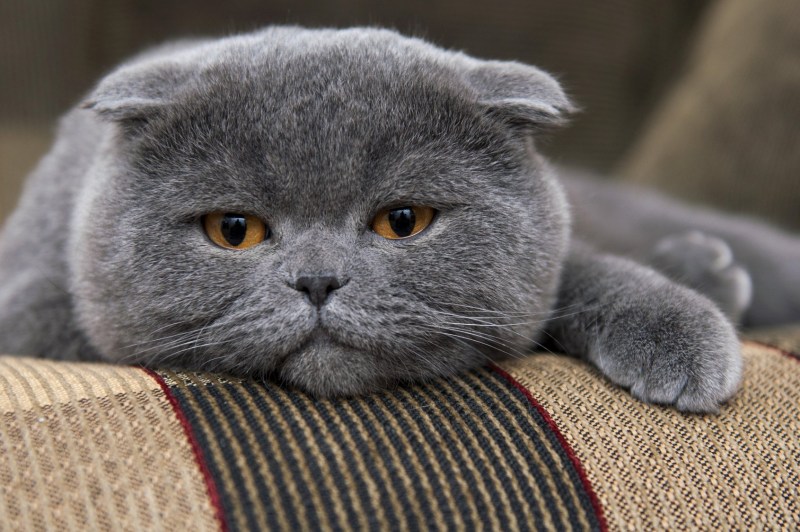 Британский вислоухий кот