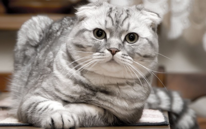 Шотландский вислоухий кот