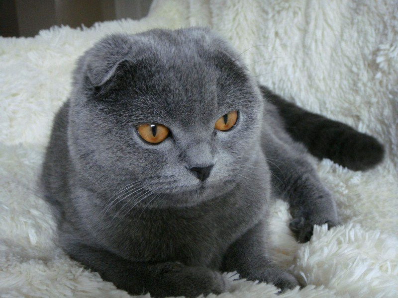 Британские вислоухие коты