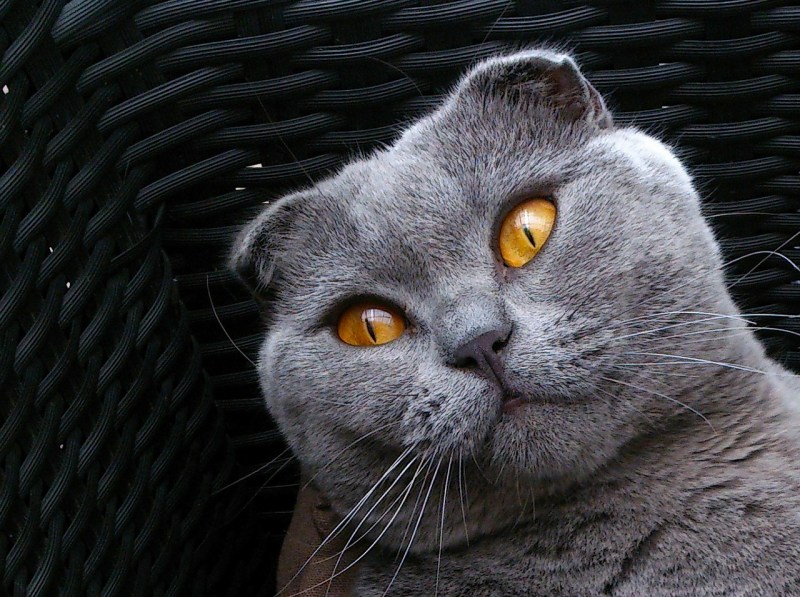 Шотландская вислоухая кошка серая
