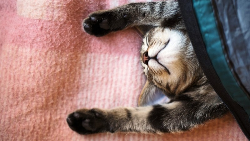 Кошка спит