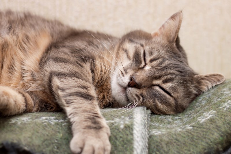 Котейка спит