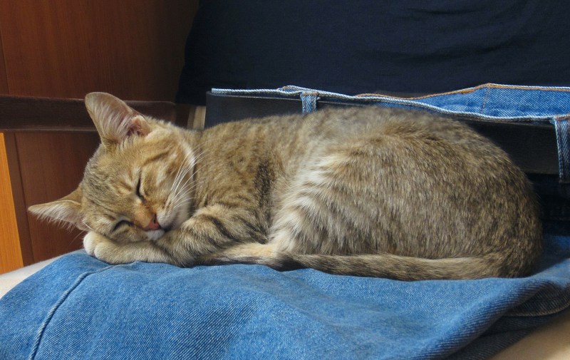 Кошка дремлет