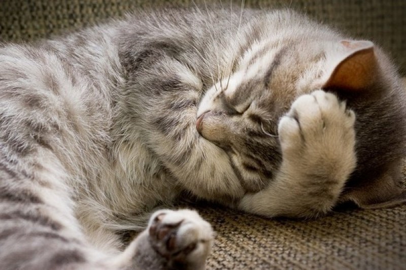 Котенок спит