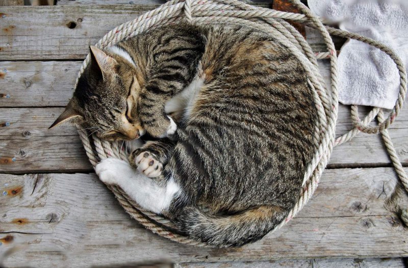 Спящие кошки