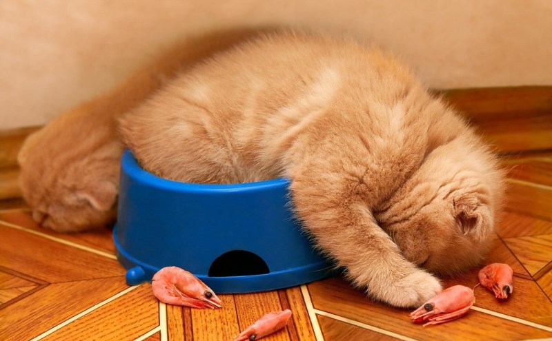 Миска для кота