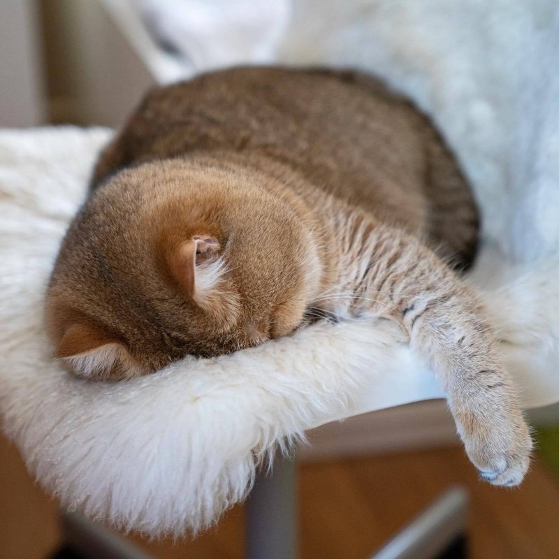 Спящие коты смешные