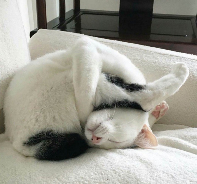 Спящий кот смешной
