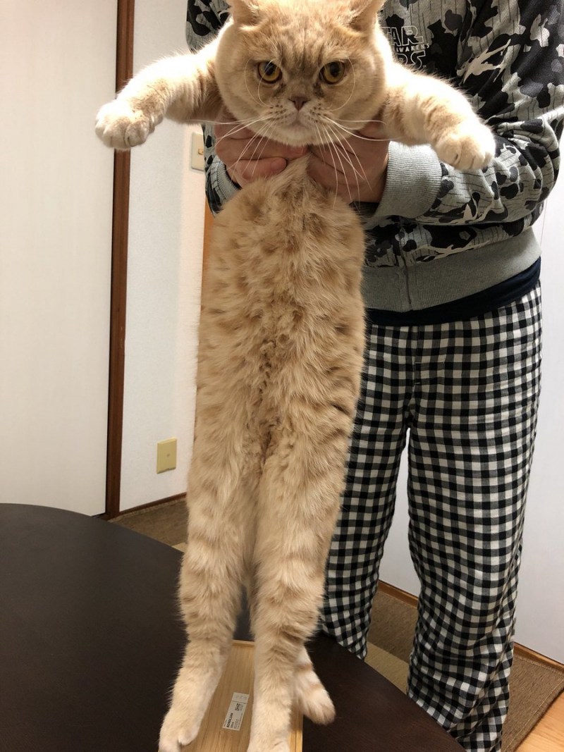 Летающий кот