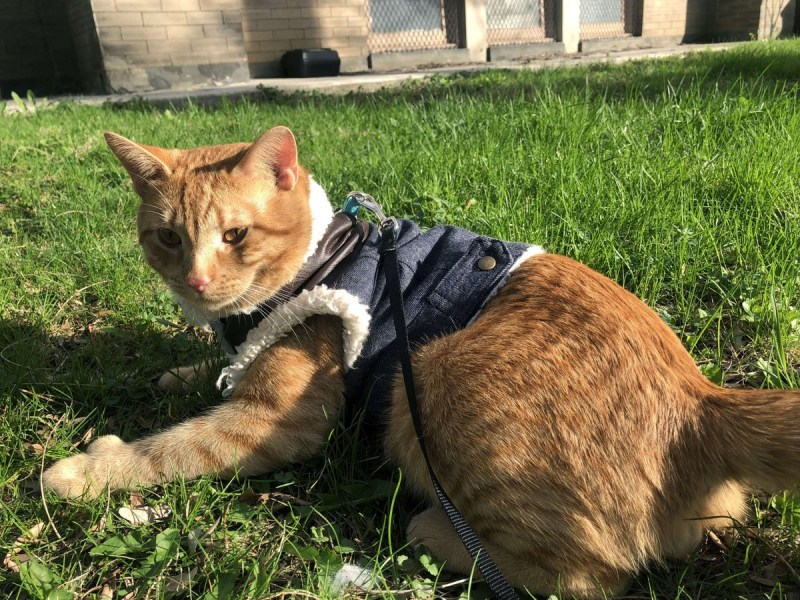 Танцующий кот