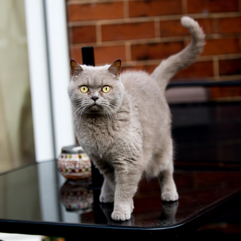 Кошка вид с боку