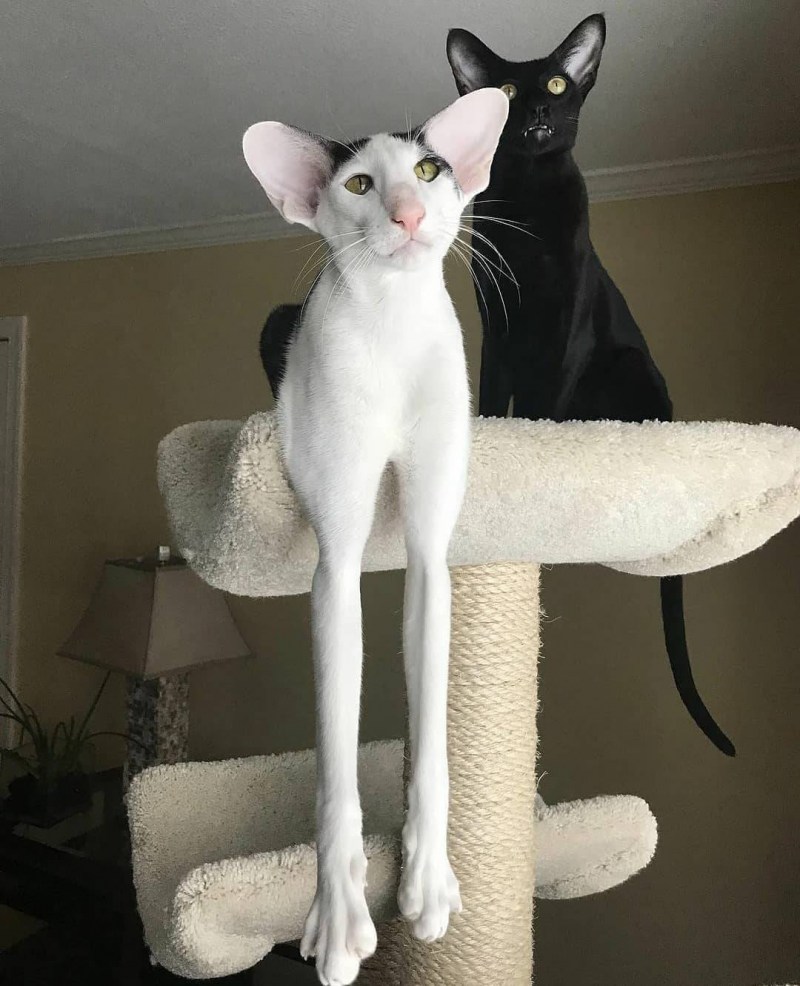 Коты ориенталы грузины