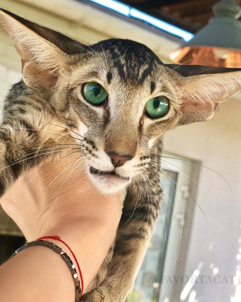 Длинные коты