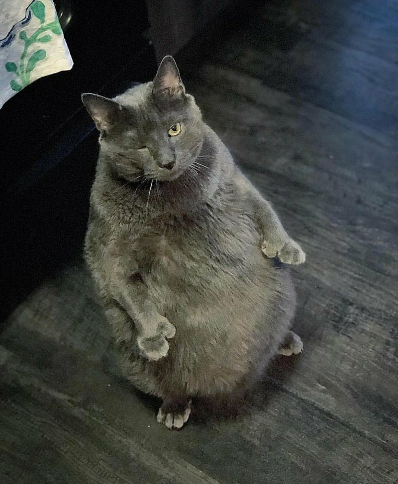 Котик на задних лапках