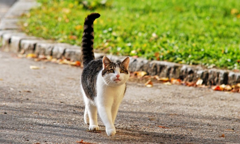 Коты гуляют