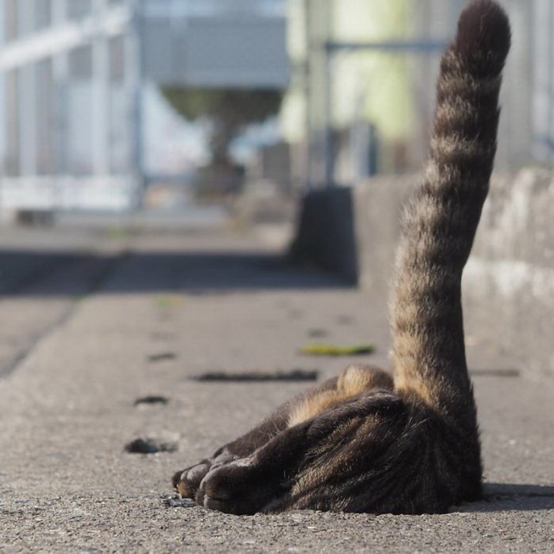 Кот стоящий на задних лапах