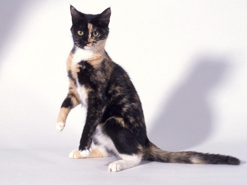 Длинная кошка