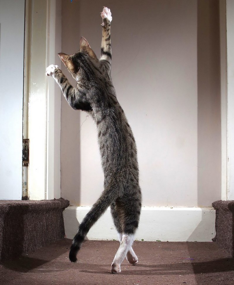 Манчкин кот