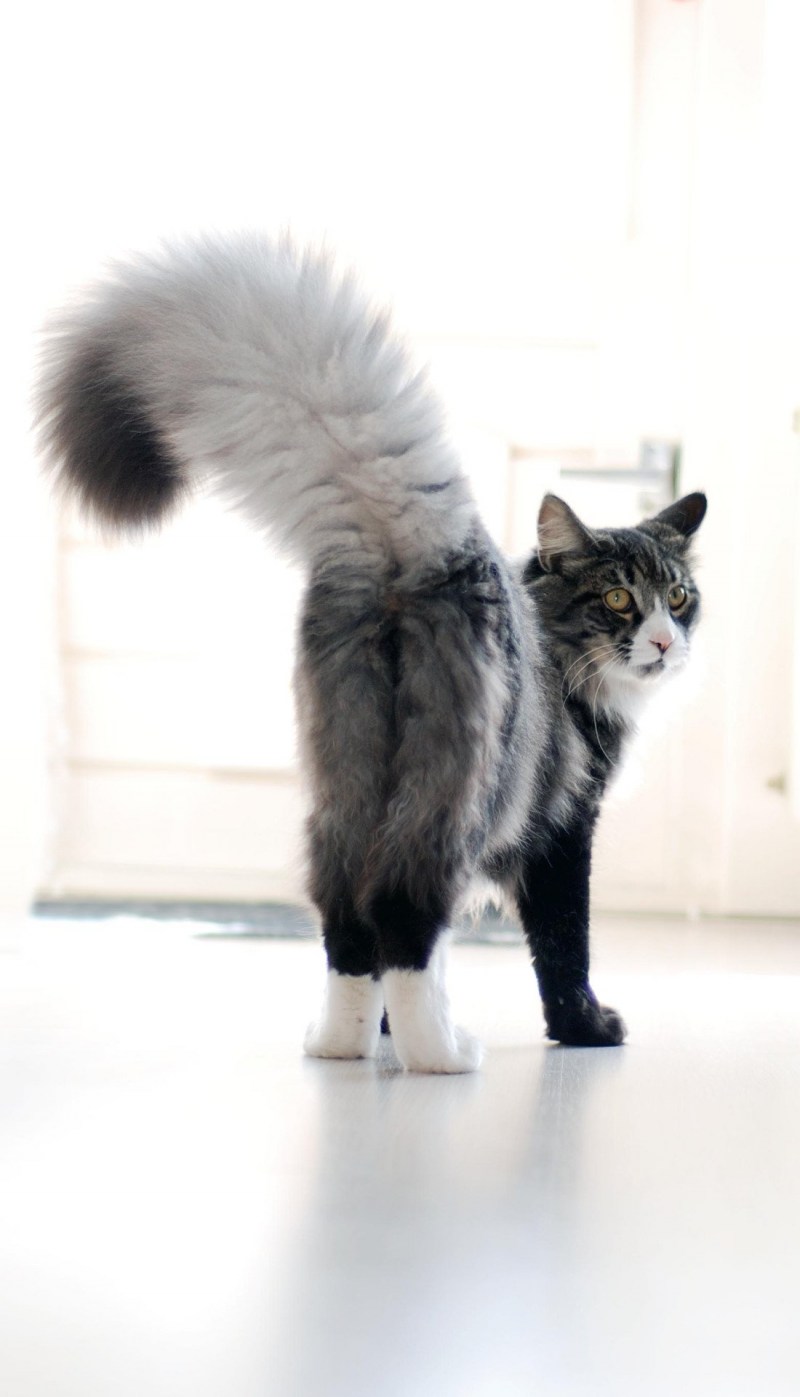 Кот на двух лапах