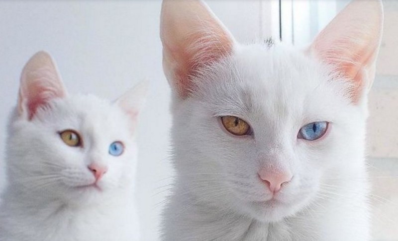 Khao Manee котенок