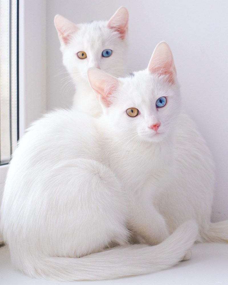Khao Manee кошка