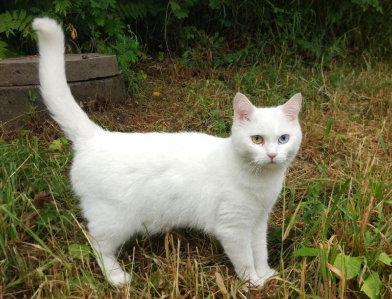 Кот породы као мани