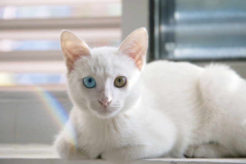 Као мани котята