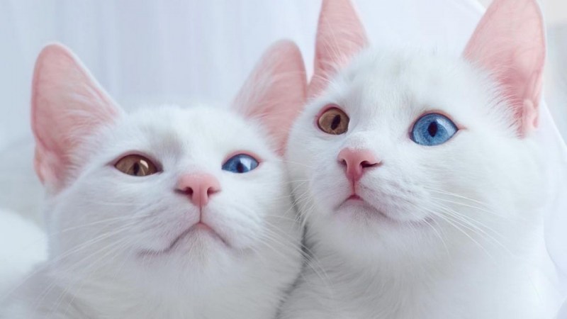 Турецкая ангора кошка короткошерстная