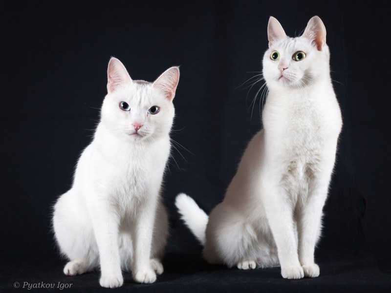 Кита мани кошка
