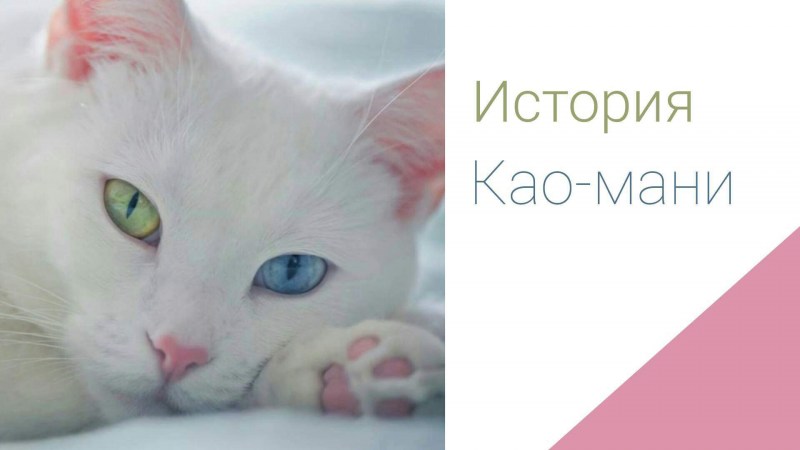 Део мани порода кошек