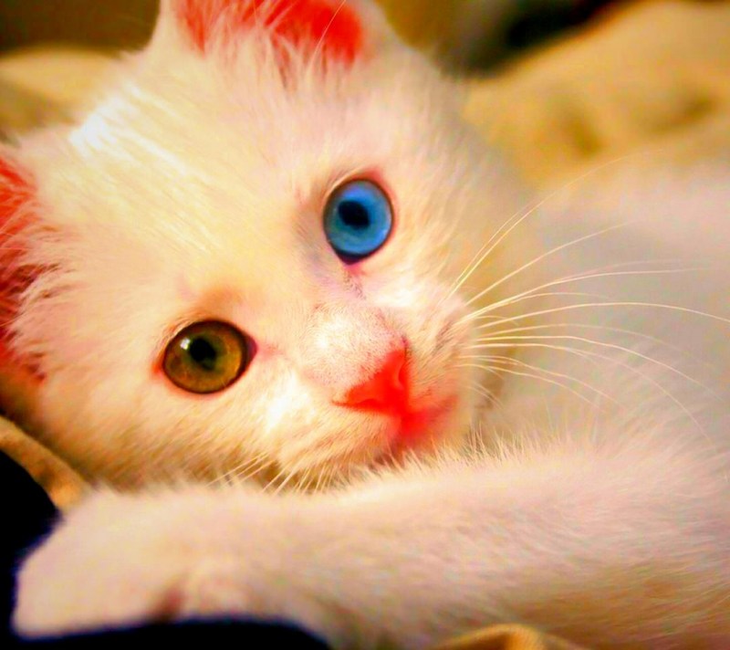 Као Мао кот