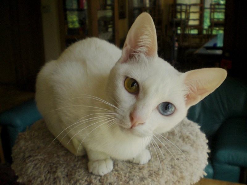 Као мани котята