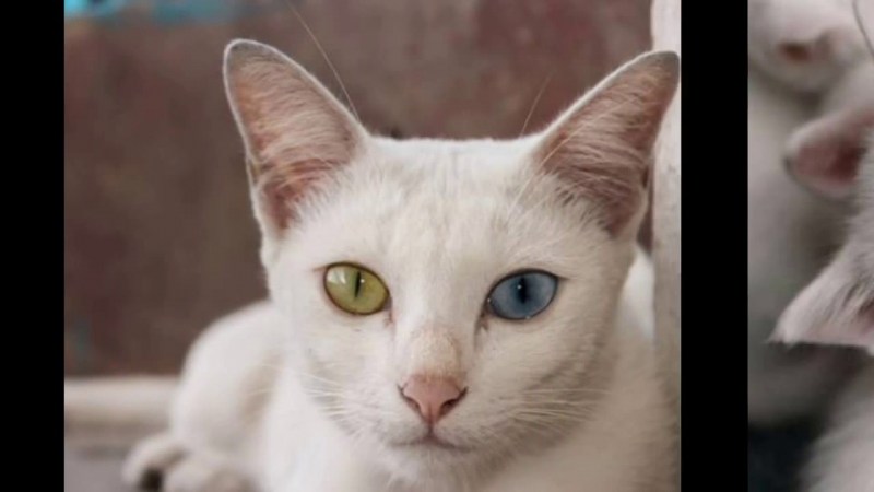 Као Мао кошка