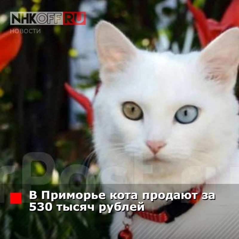 Белый кот гетерохромия