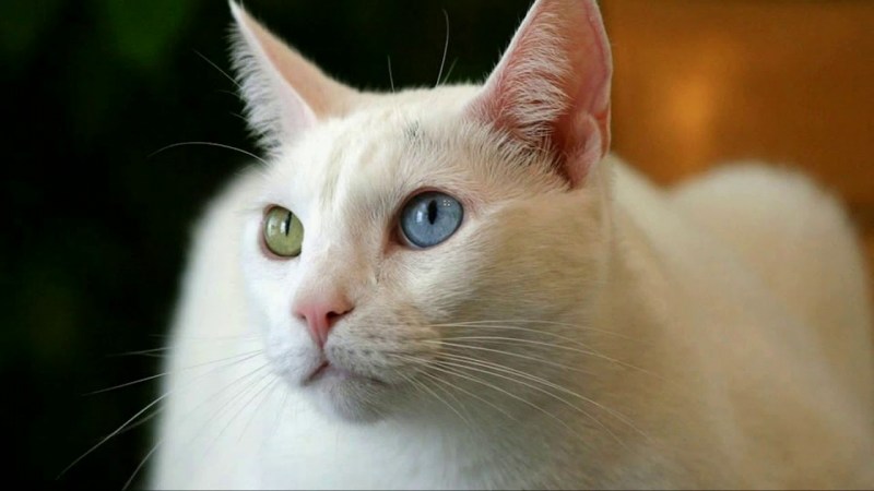 Као мани кошка с голубыми глазами