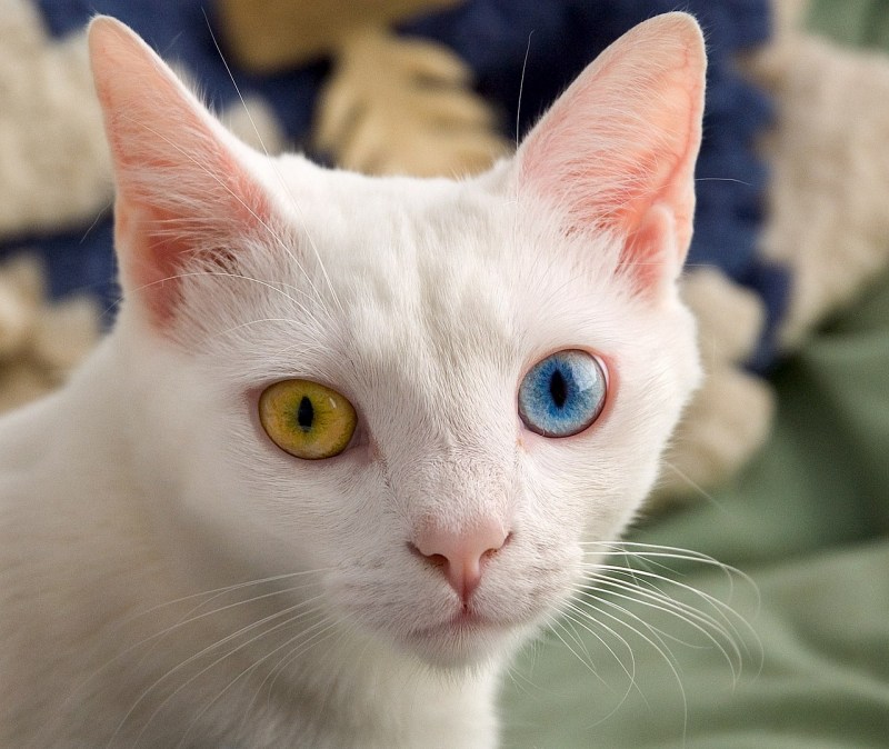 Кошка белая