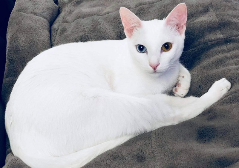 Khao Manee кошка