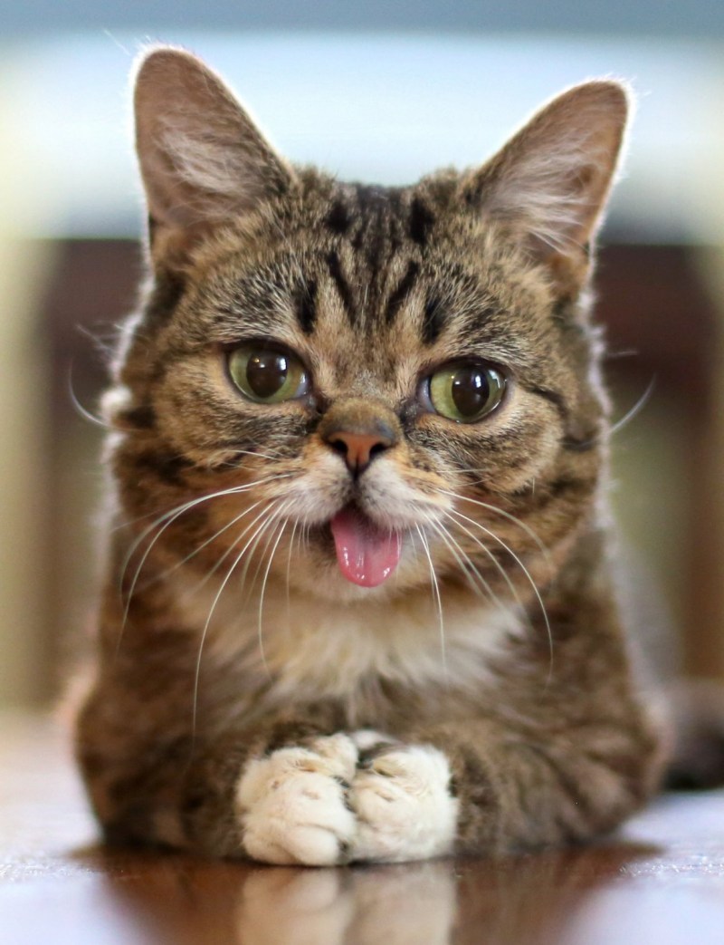 Улыбка кошки