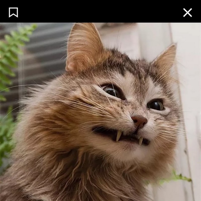 Дерзкий кот