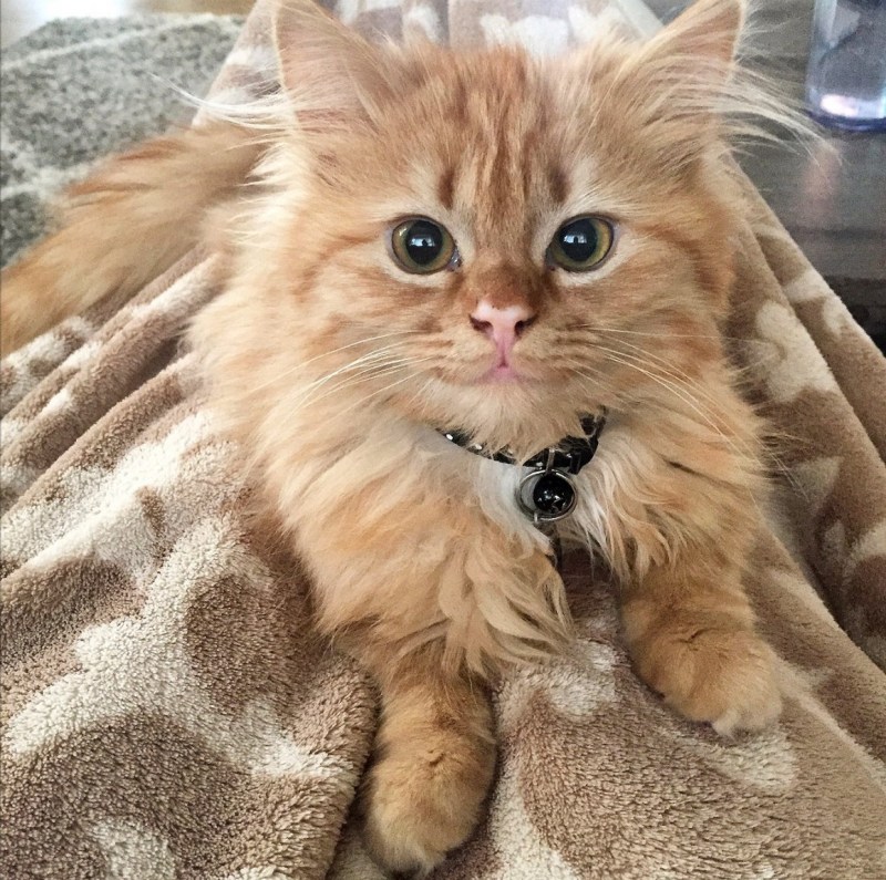 Рыжий котенок улыбается