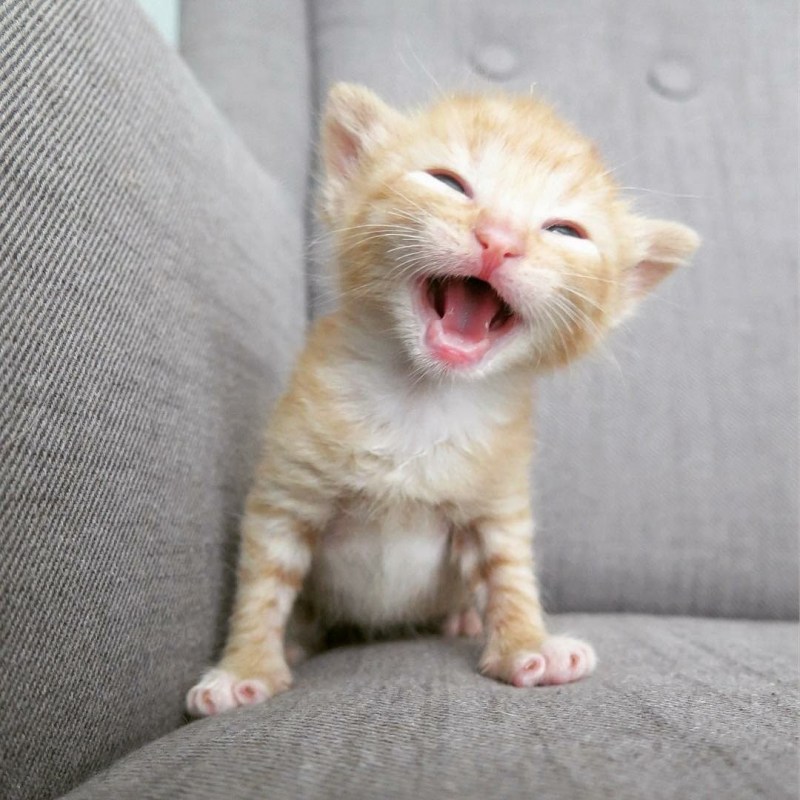 Котенок улыбается