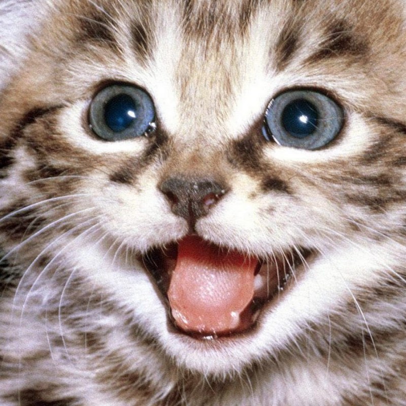 Вредный котенок