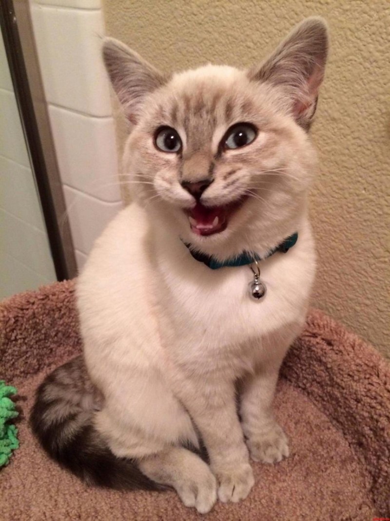 Улыбка кота
