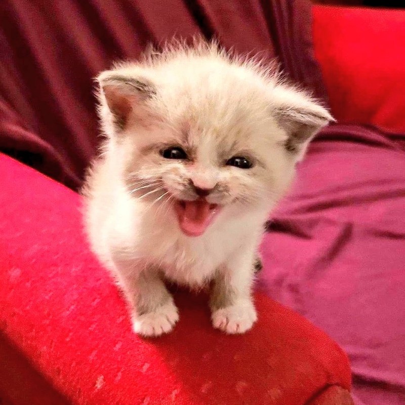 Улыбчивый котенок