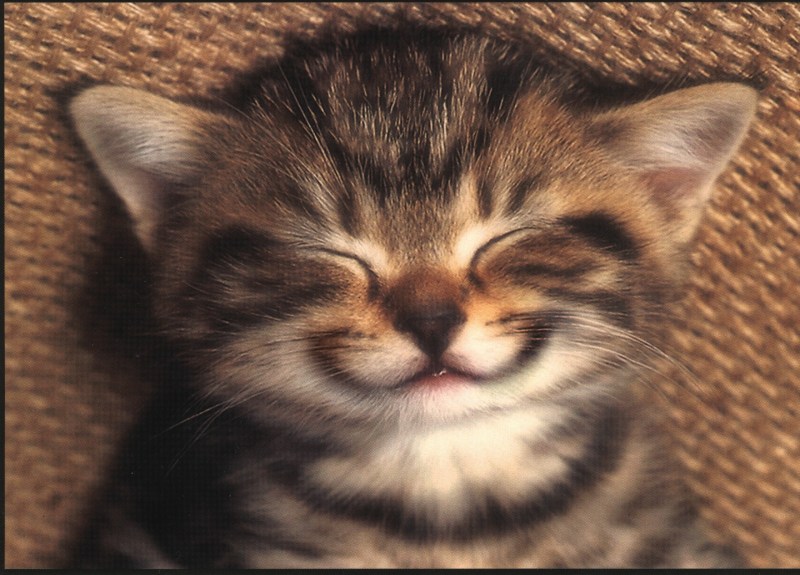 Улыбка кота