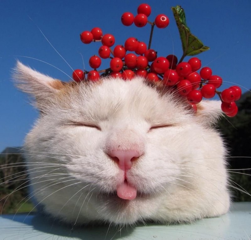 Умиротворенный кот