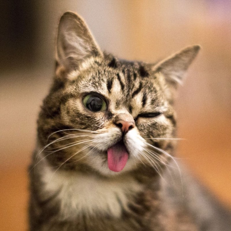 Котик подмигивает