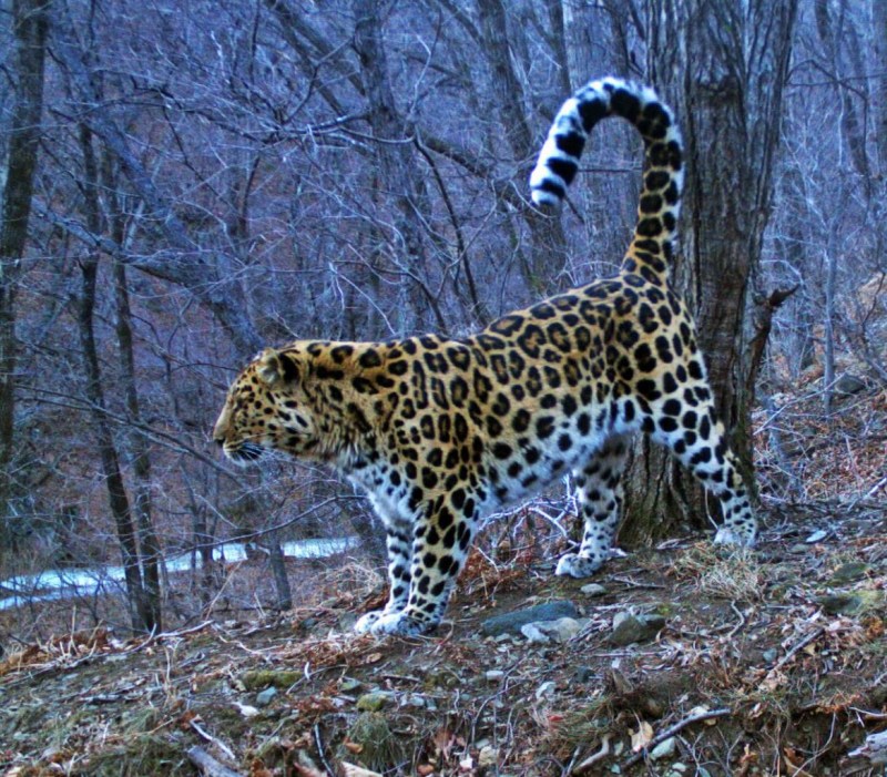 Домашний леопард