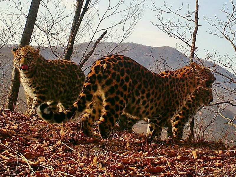Кот леопард сервал