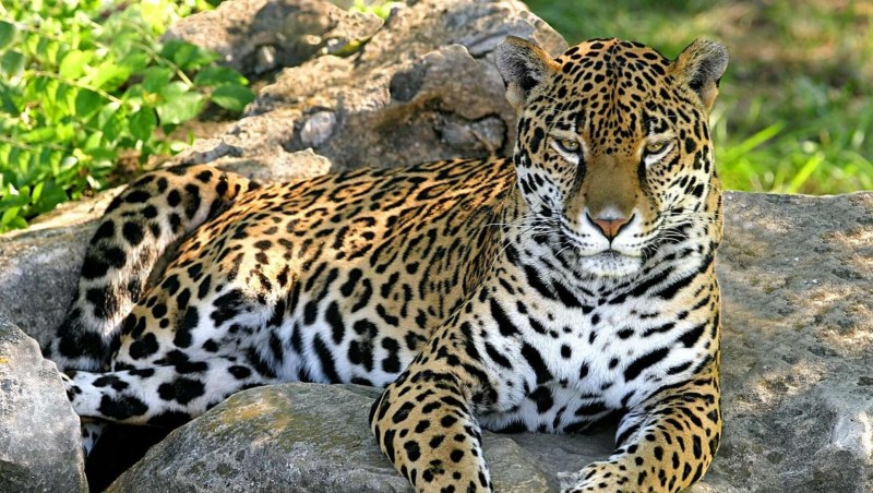 Leopard licks Cub